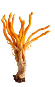 Cordyceps