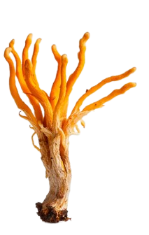 Cordyceps