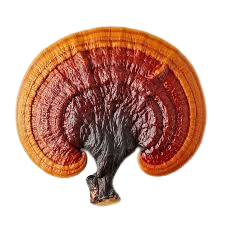 Reishi