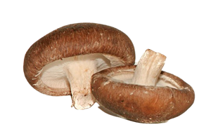 Shiitake