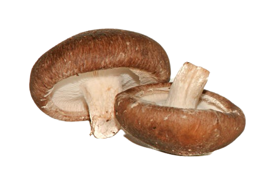 Shiitake