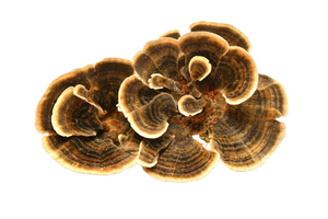 Turkey Tail