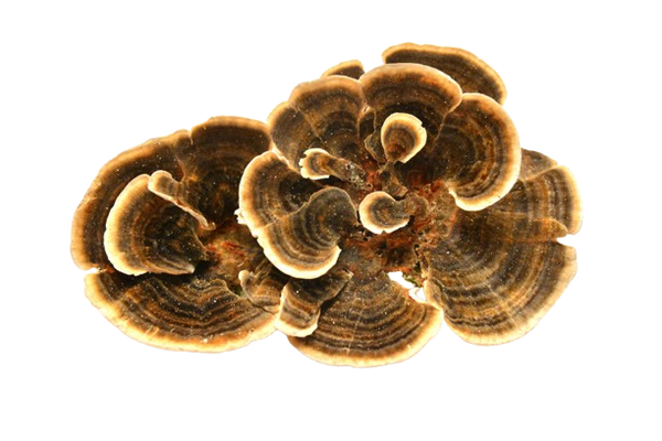 Turkey Tail